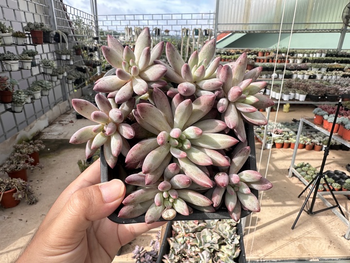 IMG_9886