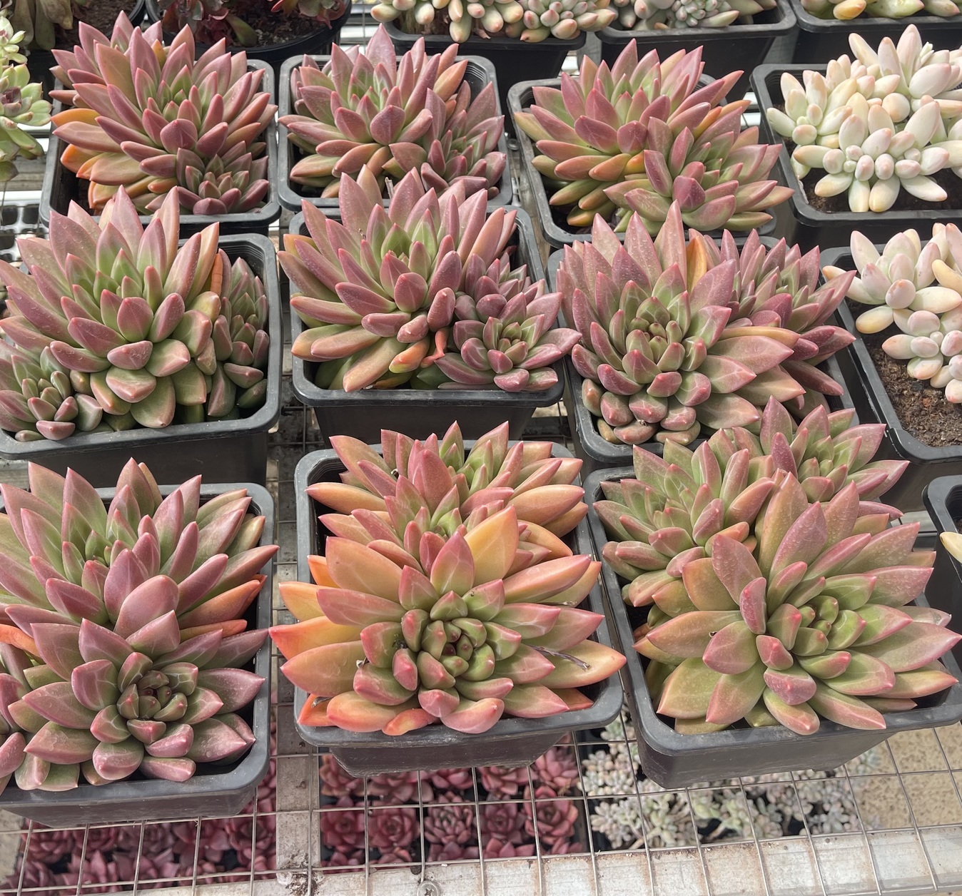 IMG_4978