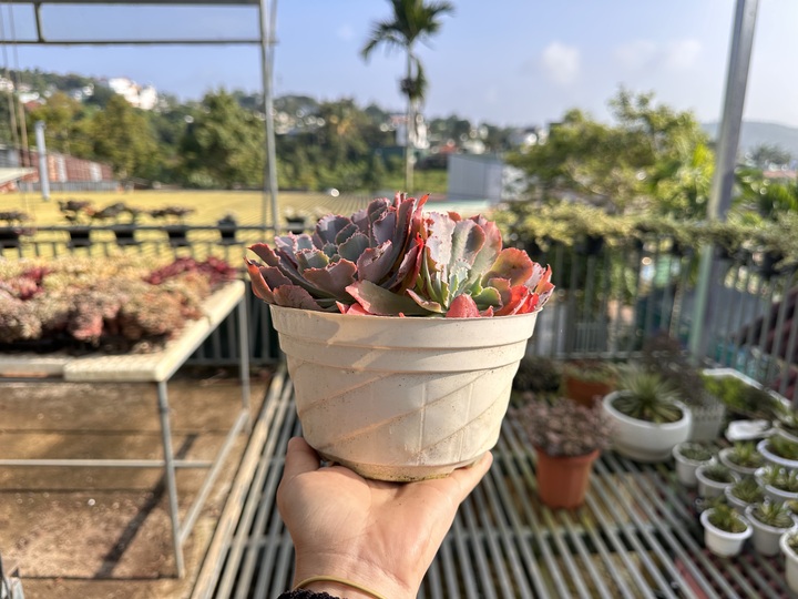 IMG_0655