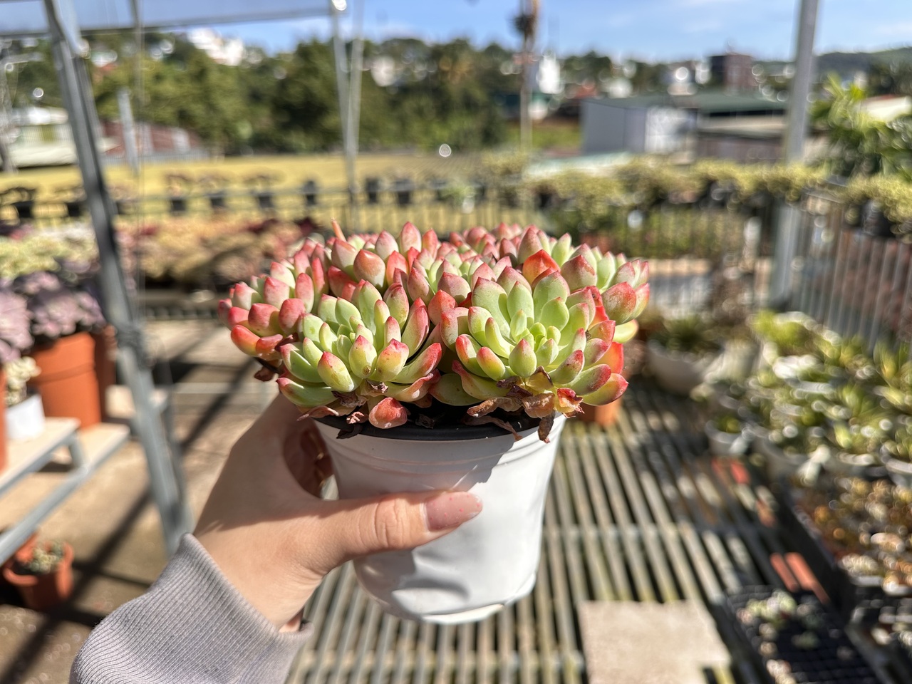 IMG_3560